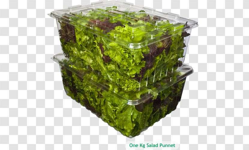 Lettuce Flowerpot Herb - Food Industry Transparent PNG
