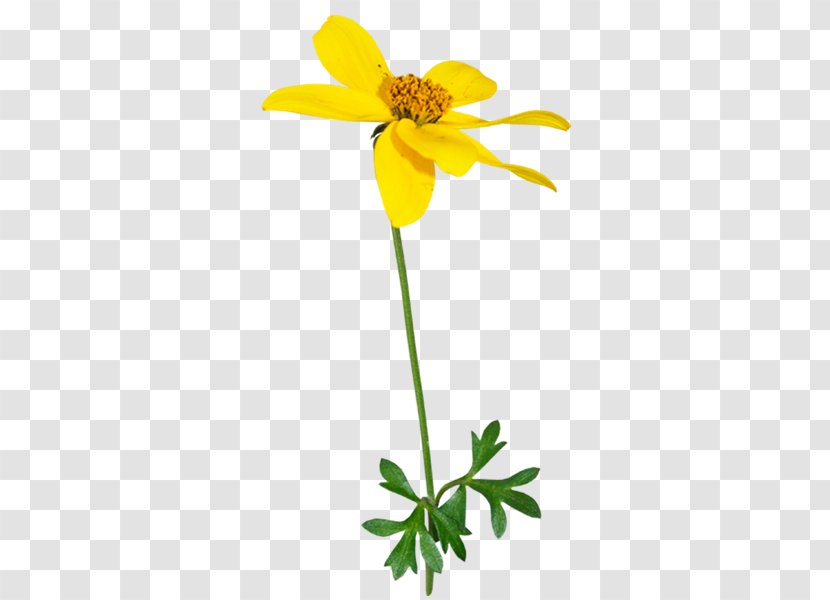 Wildflower Yellow Clip Art - Flowerpot - Flower Transparent PNG