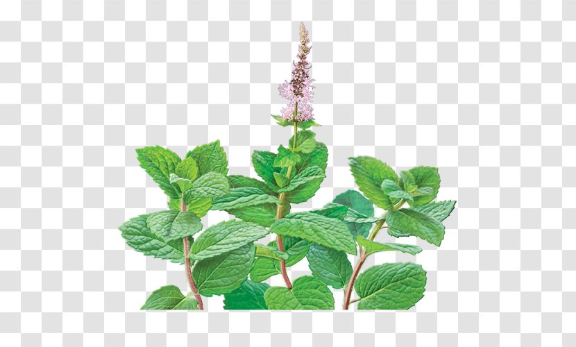 Tea Mentha Spicata Organic Food Peppermint Holy Basil - Flavor Transparent PNG