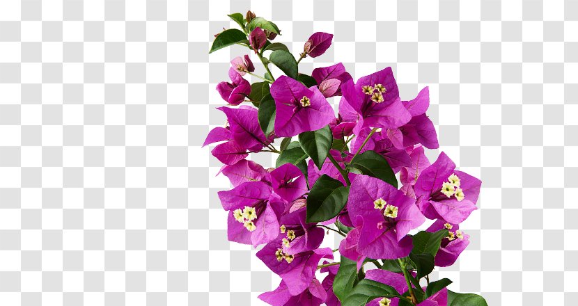 Plants Flower Maranta Leuconeura Garden Bougainvillea - Purple - Peony Shading Transparent PNG
