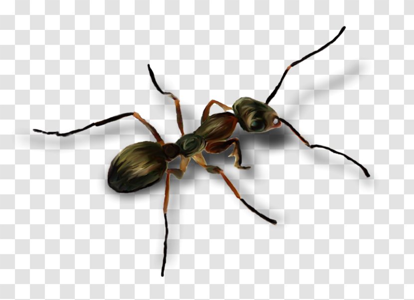 Ant Cartoon - Pest - Membranewinged Insect Carpenter Transparent PNG