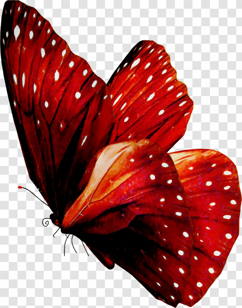 Butterfly Red Moths And Butterflies Insect Pollinator Transparent PNG