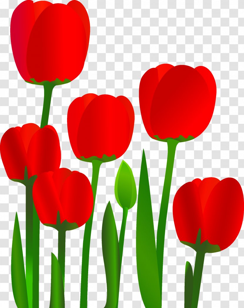 Tulip Flower Euclidean Vector - Lily Family Transparent PNG