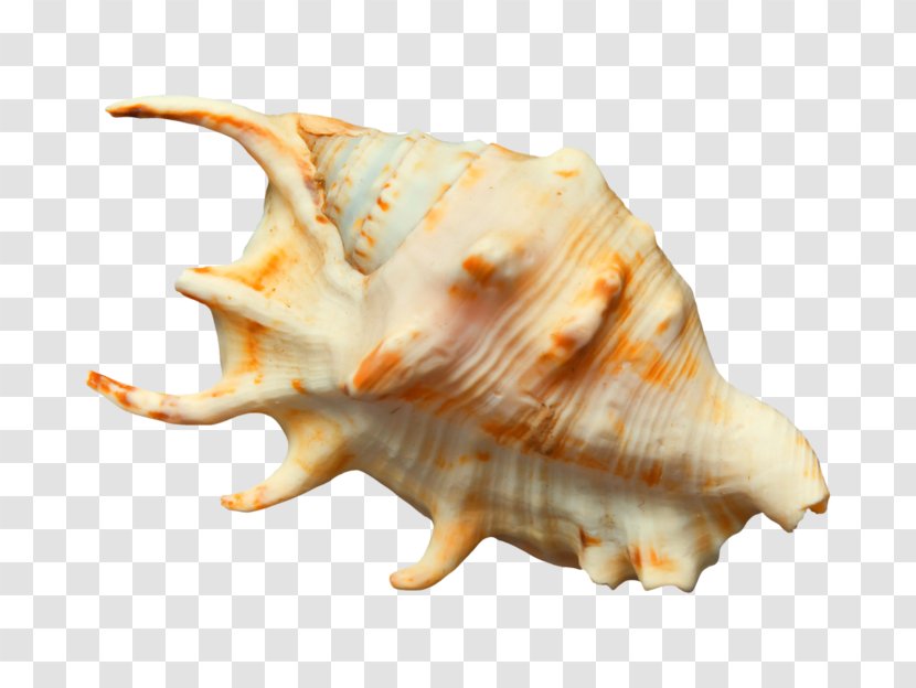 Seashell Conch Sea Snail Transparent PNG