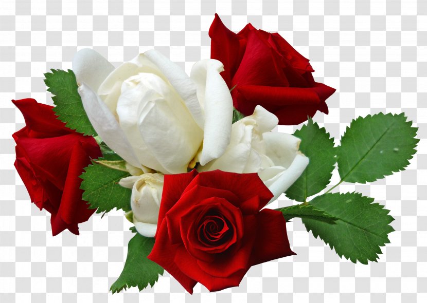 Rose Flower - Bouquet - Red Roses And White Transparent PNG