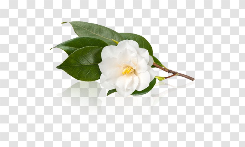 White Tea Camellia Sinensis Japanese Oleifera - Gardenia - Leaves Transparent PNG