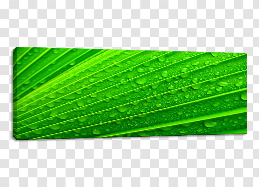 Plant Leaf Rectangle - Green - Abstract Transparent PNG