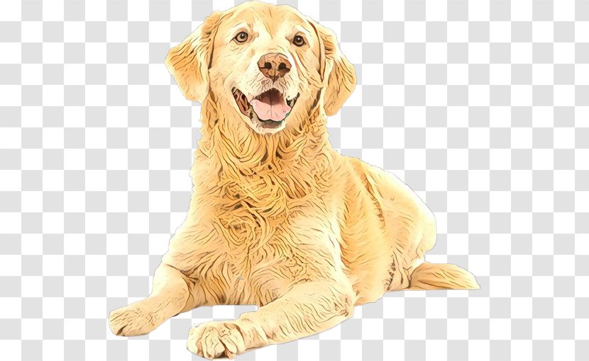 Dog Breed Golden Retriever Sporting Group - Companion Transparent PNG