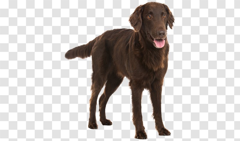 Flat-Coated Retriever Labrador Chesapeake Bay Dog Breed Golden - Dark Brown - Flat Coat Transparent PNG