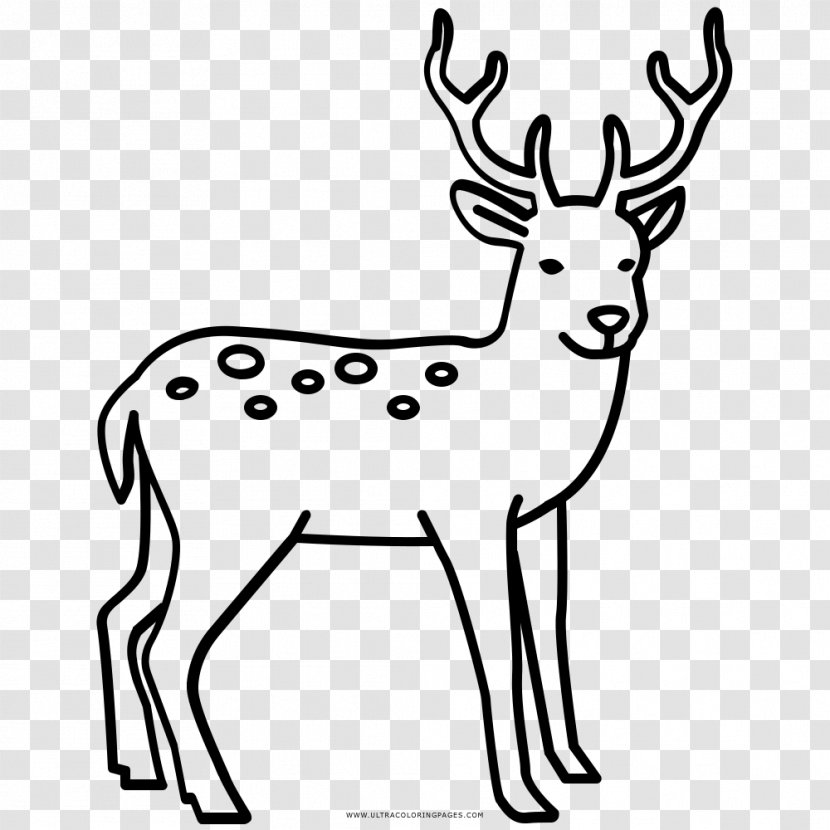 Reindeer Elk Red Deer Coloring Book - Tail Transparent PNG