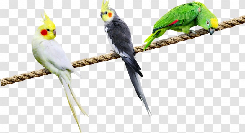 Budgerigar Parrot Cockatiel Lovebird - Bird - Three Parrots Pull Material Free Transparent PNG