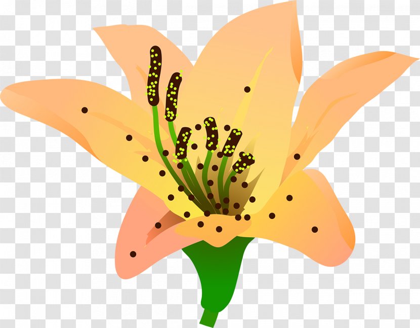 Butterfly Flower Pollinator Petal Plant - Lilly Transparent PNG