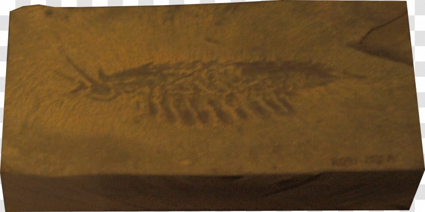Burgess Shale Leanchoilia Cambrian Arthropod Anomalocaris - Box - Fossil Transparent PNG