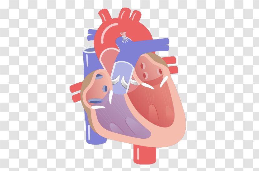 Anatomy Heart Valve Cardiac Cycle Diagram - Tree Transparent PNG