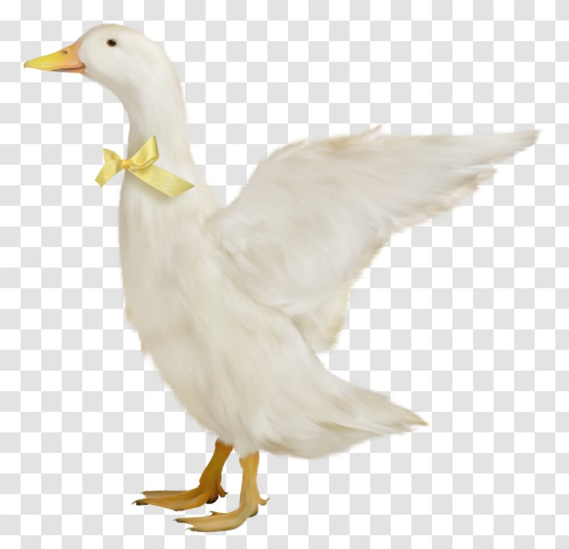 Duck Domestic Goose - Drawing - Lovely Transparent PNG