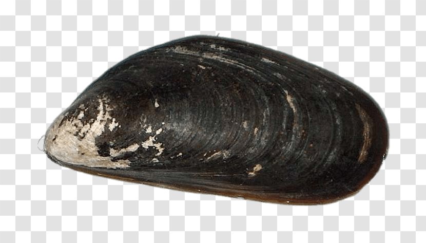 Chilean Mussel Blue Calbuco Archipelago Sea - Clam Transparent PNG