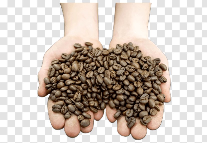 Jamaican Blue Mountain Coffee Cafe Roasting Ziggi's - Hand Painted Transparent PNG