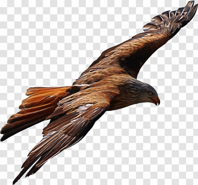 Bird Golden Eagle Of Prey Kite - Northern Harrier Beak Transparent PNG
