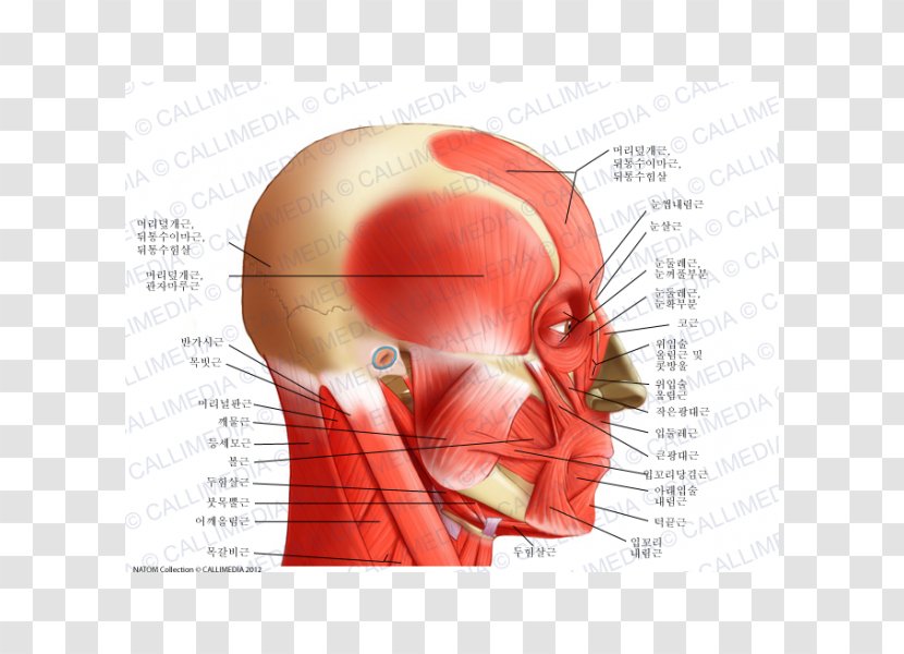 Neck Temporoparietalis Muscle Human Body Anatomy - Silhouette - Frame Transparent PNG
