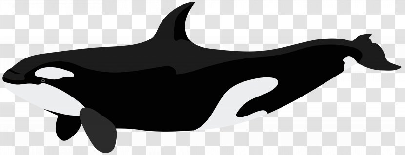 Clip Art Killer Whale Whales Image - Cetaceans - Dolphin Transparent PNG
