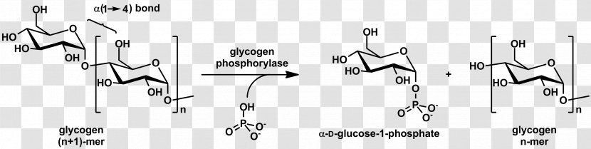 Glycogen Phosphorylase Glycogenolysis Glycosidic Bond - Flower - Stereo Information Transparent PNG