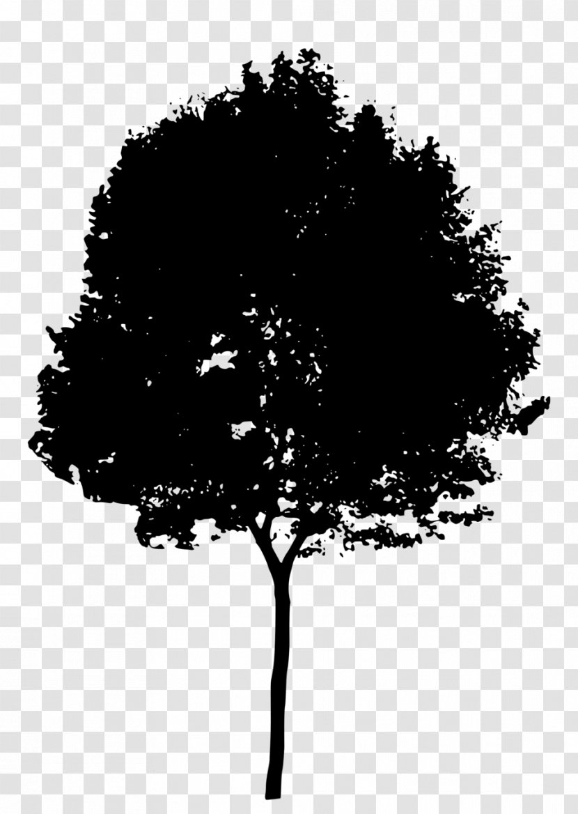 Tree Black Leaf Woody Plant - Deciduous Branch Transparent PNG
