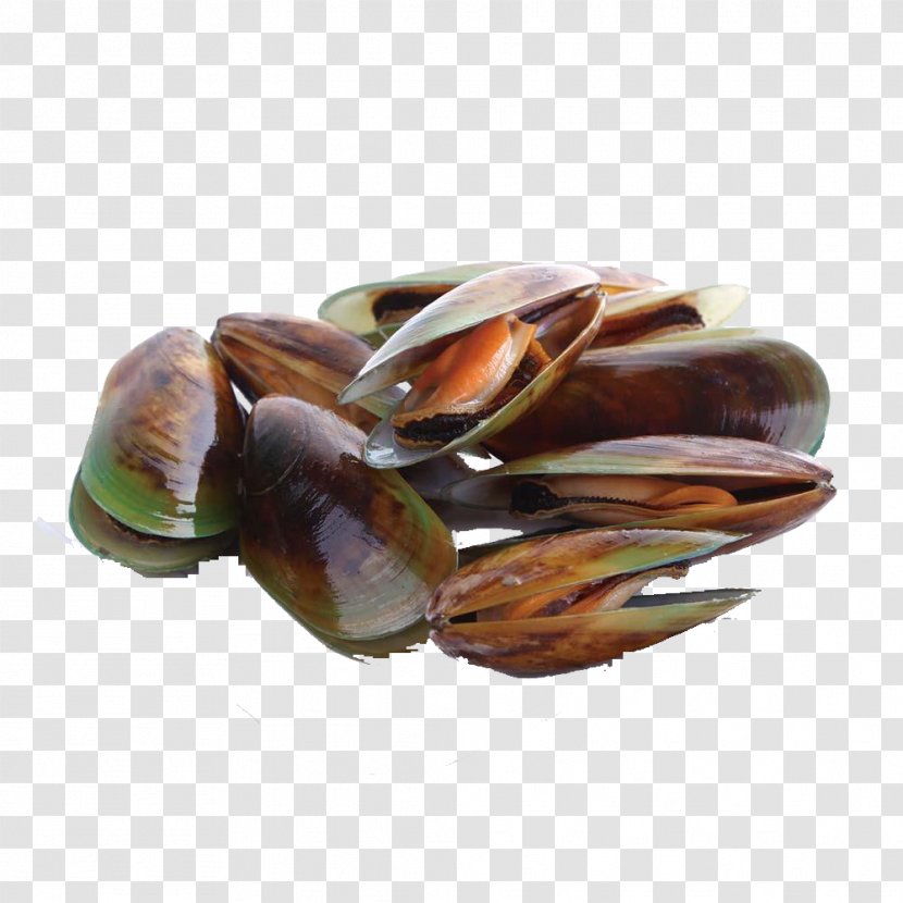 Mussel Seafood Cockle Perna Viridis Shellfish - Delicious Seashells Transparent PNG
