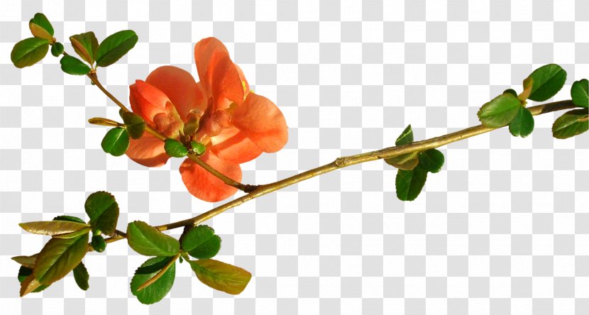 Rose Hip Pregnancy Abdomen Branching Week - Food - Hand-painted Flowers Creative Floral Pattern Material Transparent PNG