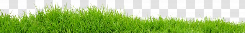 Vetiver Wheatgrass Green Commodity Plant Stem - Grasses - Grass Image Picture Transparent PNG
