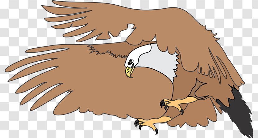 Bald Eagle Drawing Download - Fauna - Qm Transparent PNG