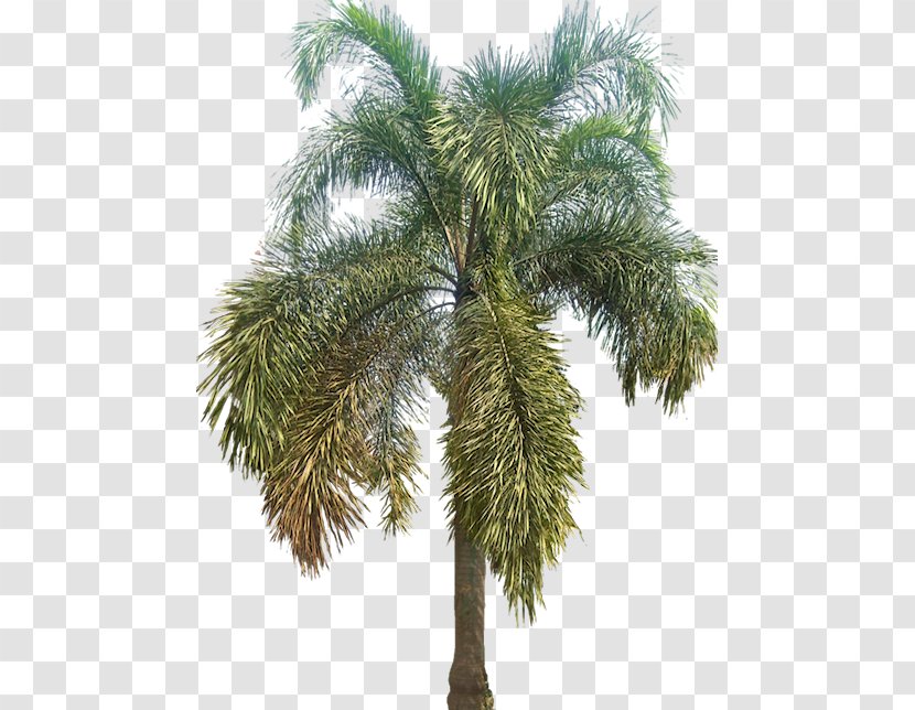 Asian Palmyra Palm Arecaceae Wodyetia Tree - Coconut Transparent PNG
