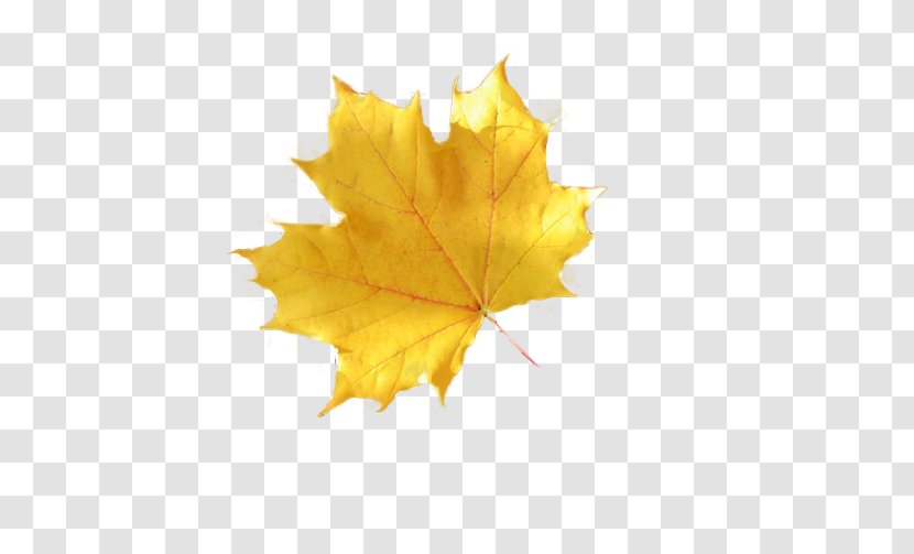 Maple Leaf Autumn Leaves Image - Yellow - Alleviation Background Transparent PNG