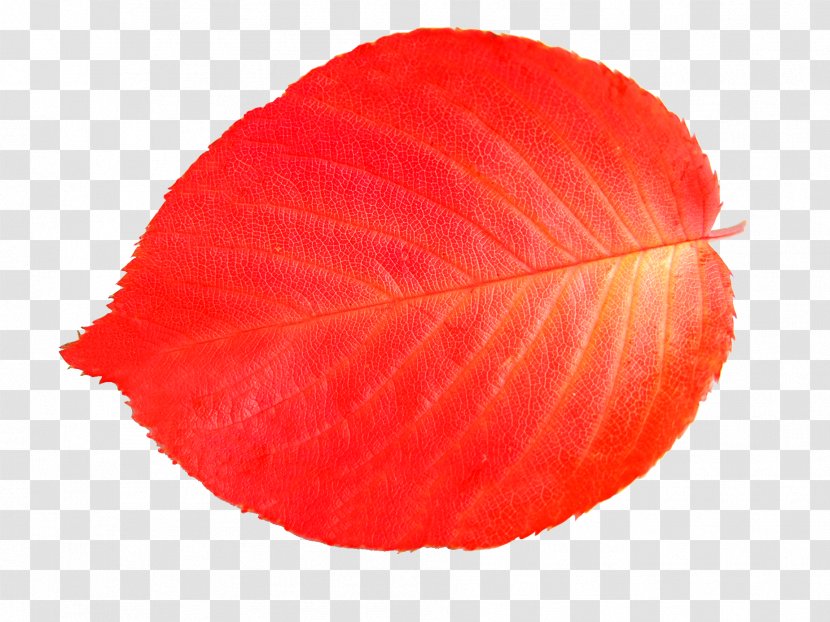 Leaf Download Illustration - Maple Transparent PNG