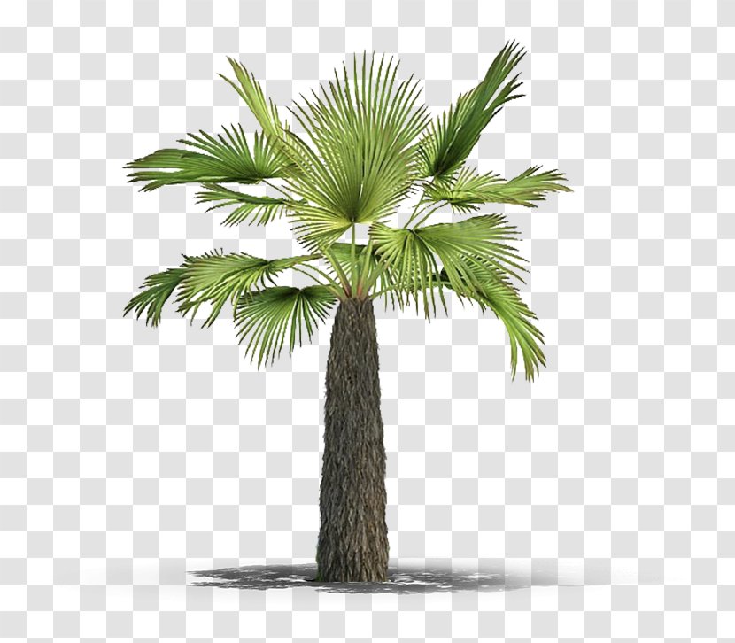 Asian Palmyra Palm Arecaceae Plant Tree Botany - Elaeis Transparent PNG