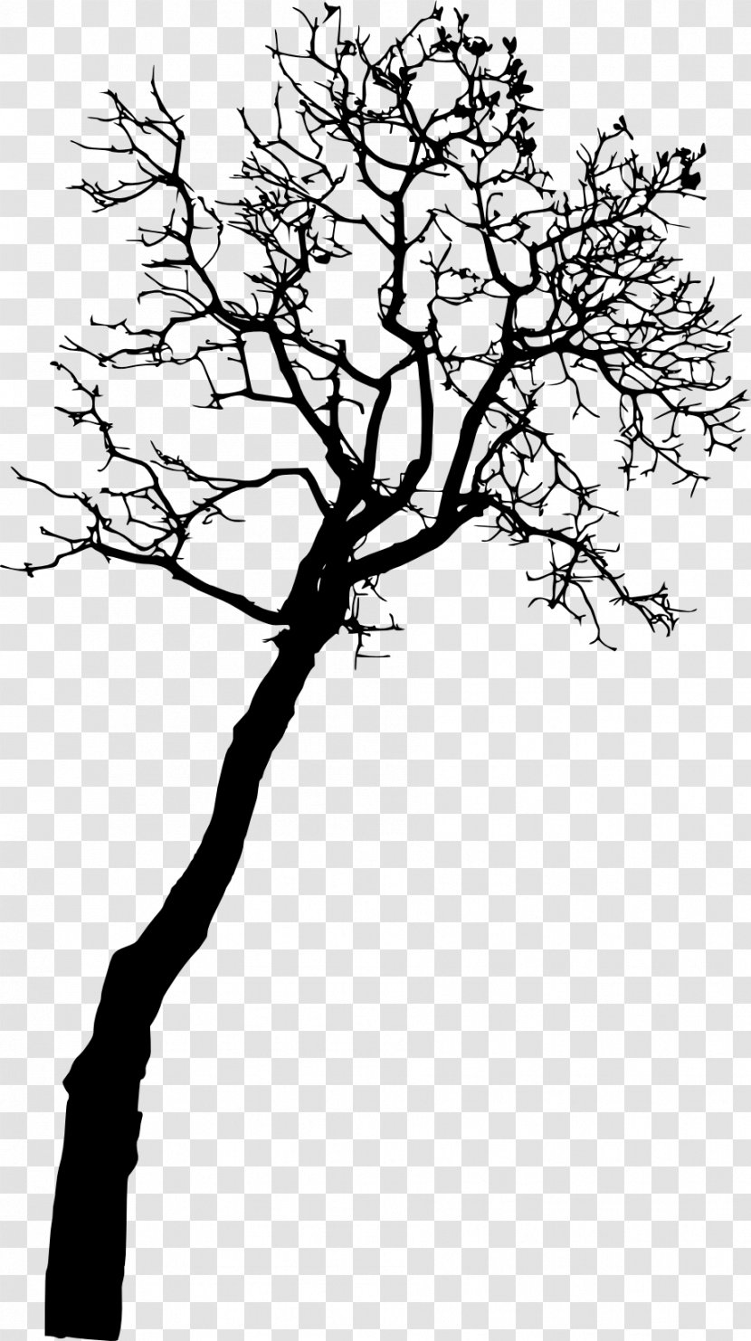 Tree Photography - Silhouette Transparent PNG