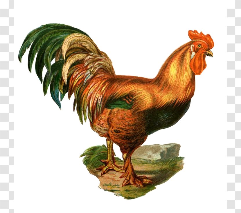 Rooster Hamburg Chicken Clip Art Image Poultry - Sketch Transparent PNG