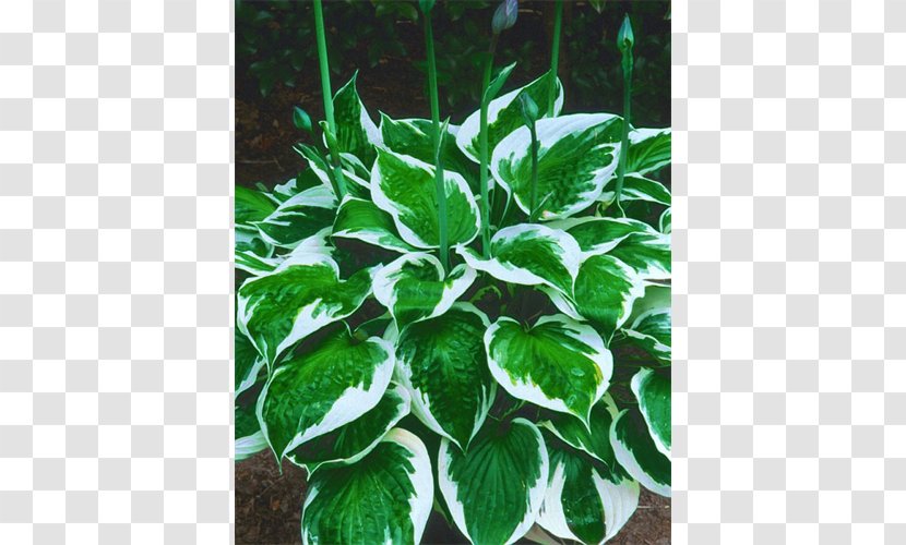 Plantain Lilies Perennial Plant Ornamental Garden Grass - 背影 Transparent PNG