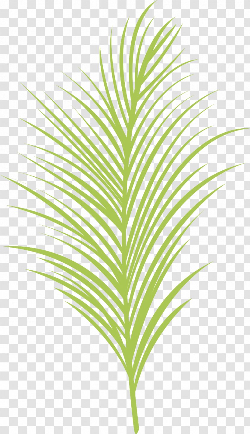 Arecaceae Grasses Plant Stem Line Leaf - Branching Transparent PNG