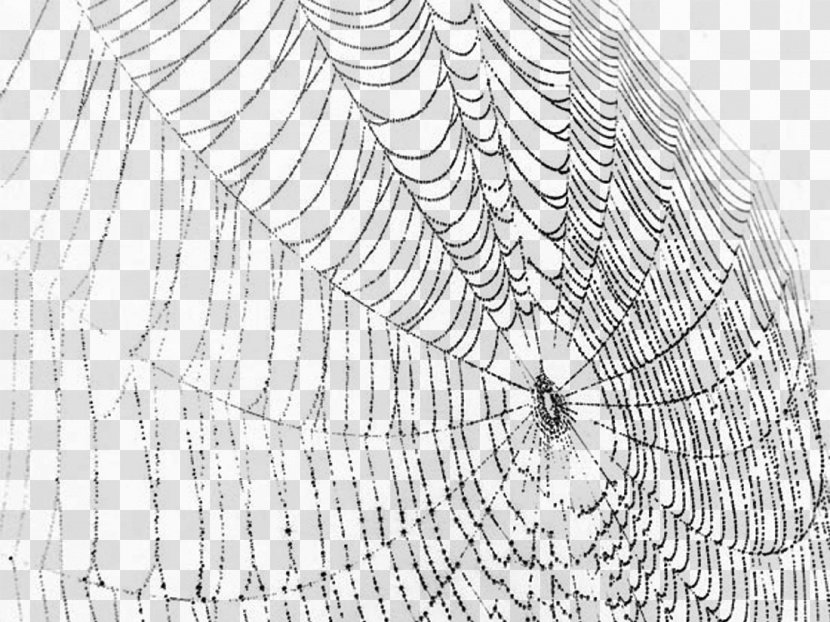 Spider Web Silk Clip Art - Photography - Sketch Cartoon Pictures Transparent PNG