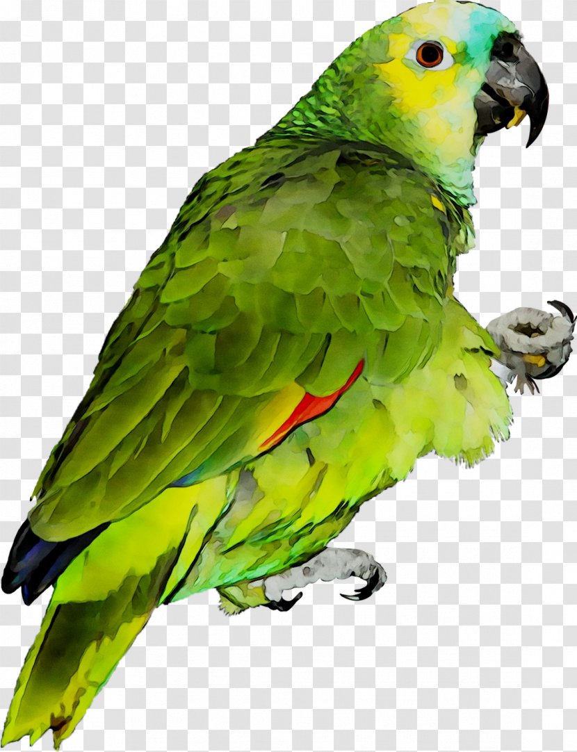 Lovebird Macaw Parakeet Feather - Humour Transparent PNG