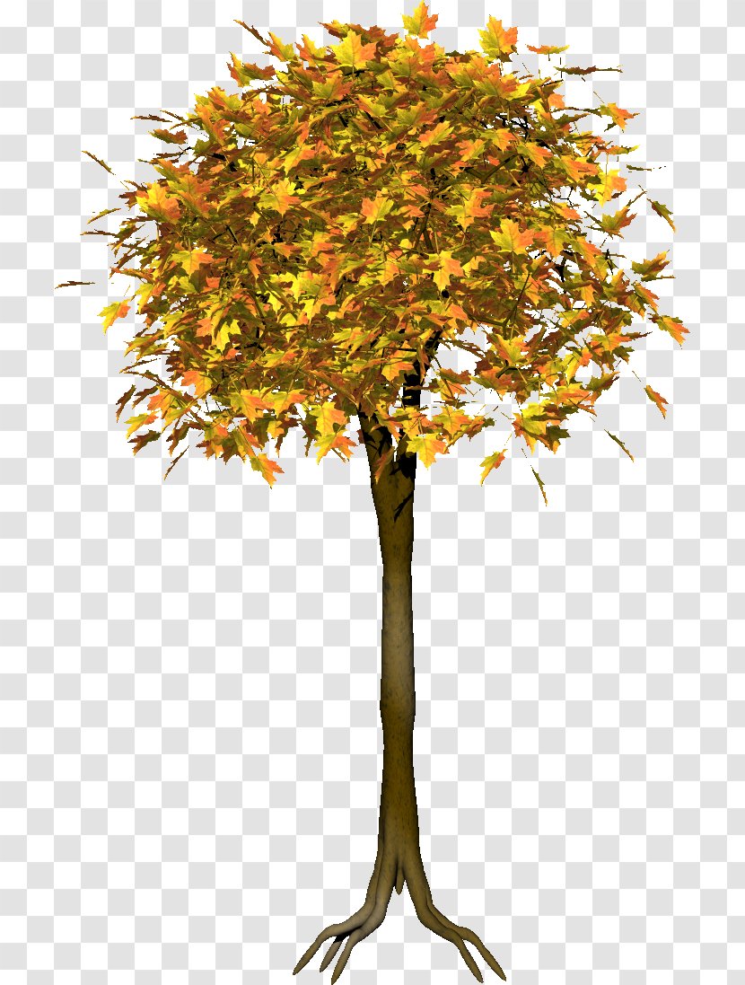Twig Leaf Deciduous Tree Shrub - Maple Transparent PNG