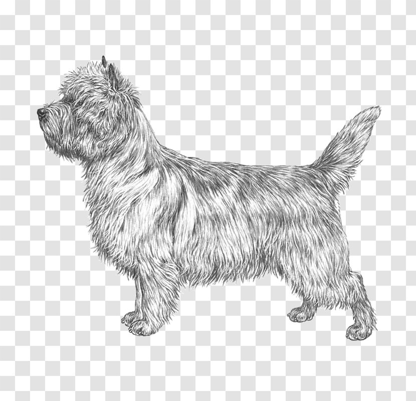 Cairn Terrier Glen Scottish Norwich Norfolk - Rare Breed Dog - Chinese Crested Transparent PNG