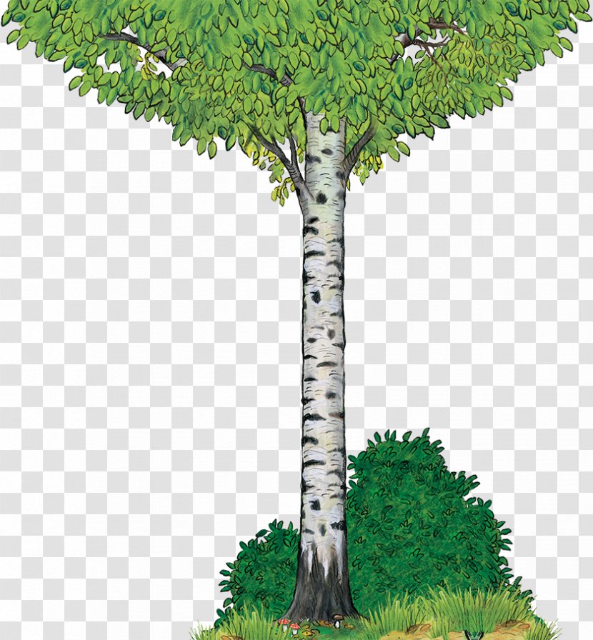The Gruffalo Birch Tree Yorkshire Tea Wood - Plant Transparent PNG
