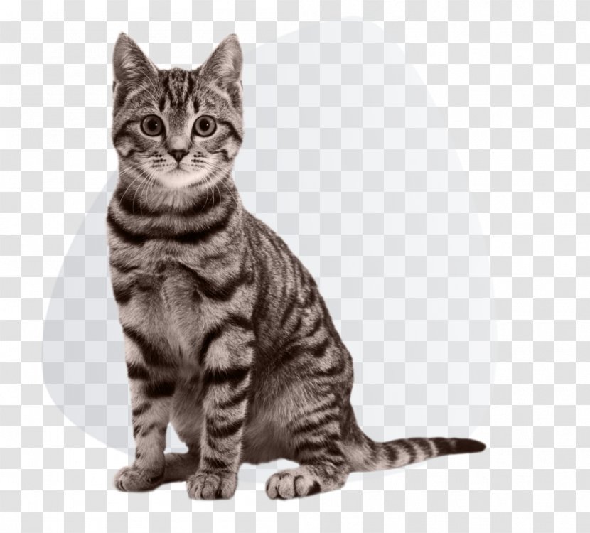 Cat Litter Trays Dog Kitten Pet Carrier Transparent PNG