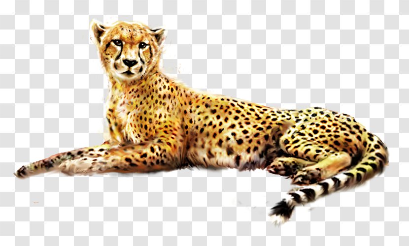 Cheetah Jaguar African Leopard Felinae Transparent PNG