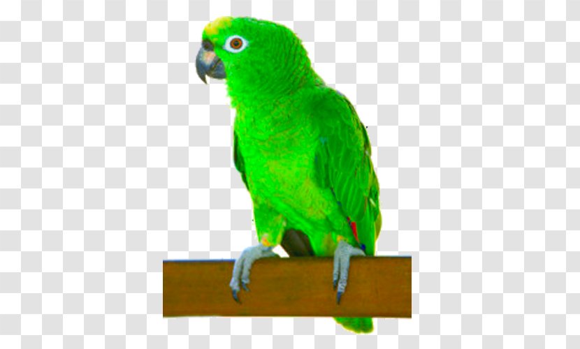 Parrot Turquoise-fronted Amazon White-fronted Yellow-crowned Cuban - Whitefronted Transparent PNG