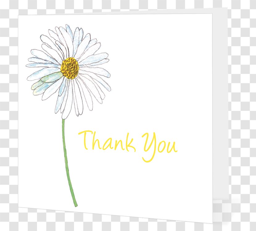 Cut Flowers Floral Design Floristry Transvaal Daisy - Greeting Note Cards - Warm Wishes Transparent PNG