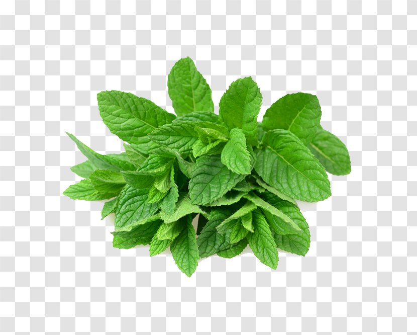 Mentha Spicata Peppermint Leaf Menthol - Vegetable Transparent PNG
