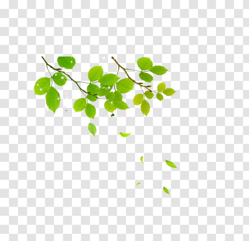 Image Leaf Yellow Vector Graphics - Plant Transparent PNG