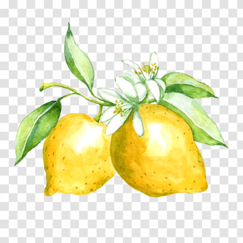 Citron Lemon Made Designs Citrus Junos Zazzle - Zest Transparent PNG